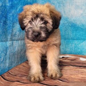 Winter-4-300x300 Winter (Female) Soft Coated Wheaten Terrier $799.99 (Found Loving Home)