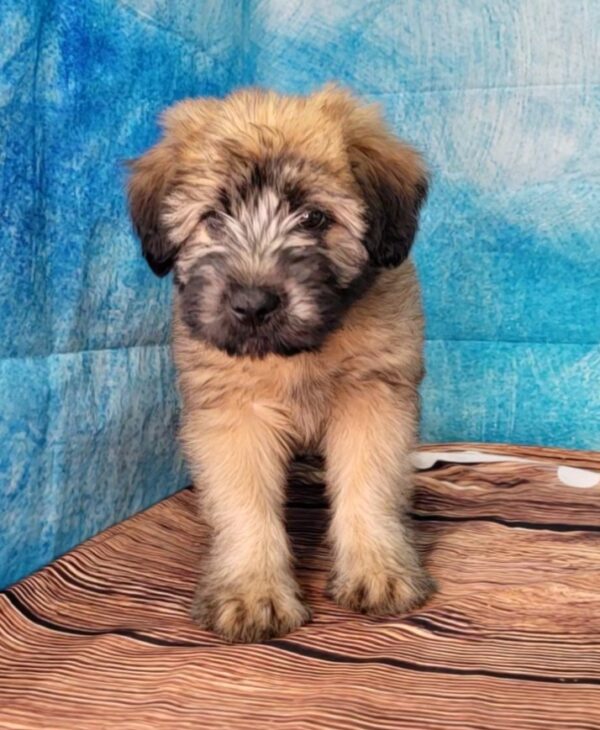 Winter-4-600x730 Winter (Female) Soft Coated Wheaten Terrier $799.99 (Found Loving Home)