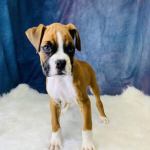 becca-300x300 Becca (Female) Boxer $1899.99 (Found that PERFECT Home)