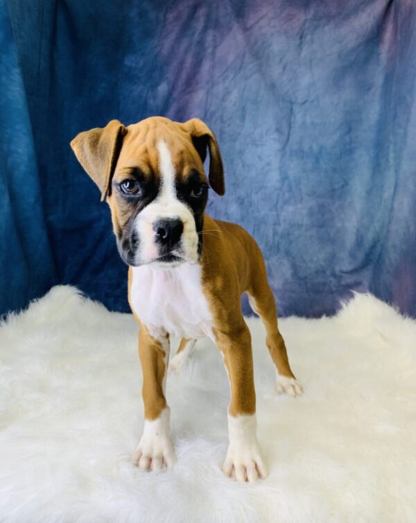 becca-600x754 Becca (Female) Boxer $1899.99 (Found that PERFECT Home)