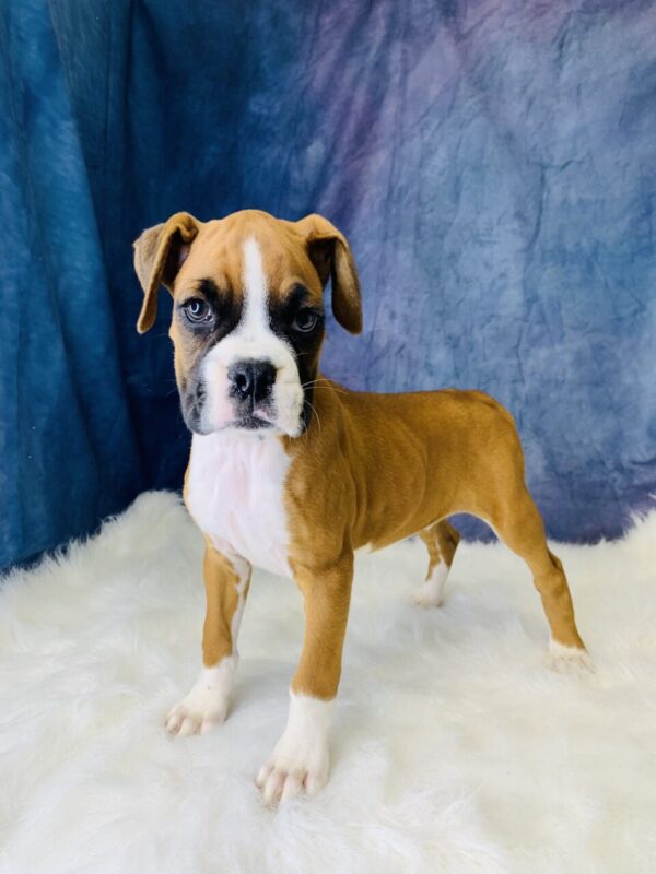 becca1-600x800 Becca (Female) Boxer $1899.99 (Found that PERFECT Home)