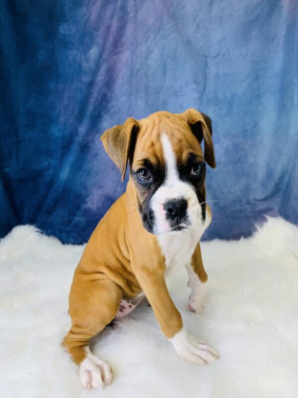 becca2-600x800 Becca (Female) Boxer $1899.99 (Found that PERFECT Home)