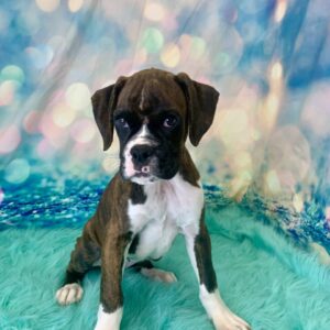 bella-300x300 Bella (Female) Boxer $1899.99 (Found Loving Home)