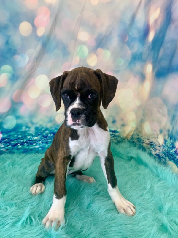 bella-600x800 Bella (Female) Boxer $1899.99 (Found Loving Home)