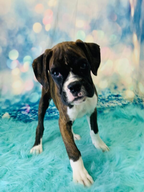 bella1-600x800 Bella (Female) Boxer $1899.99 (Found Loving Home)