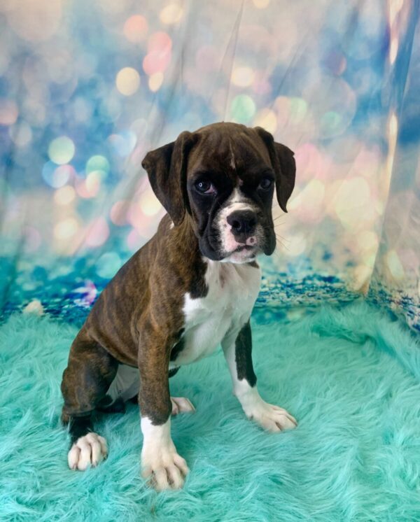 bella2-600x746 Bella (Female) Boxer $1899.99 (Found Loving Home)