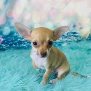 chuck-300x300 Chuck (Male) Chihuahua $1799.99 (Found Loving Home)