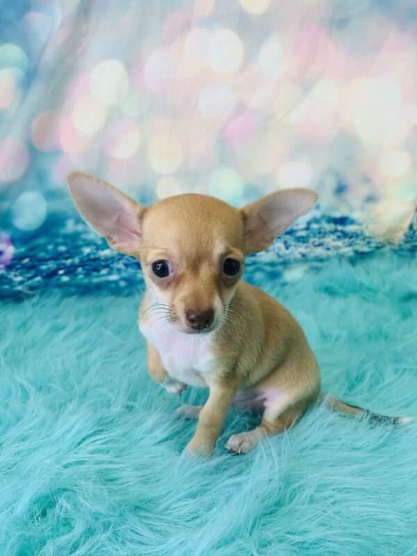 chuck-600x800 Chuck (Male) Chihuahua $1799.99 (Found Loving Home)
