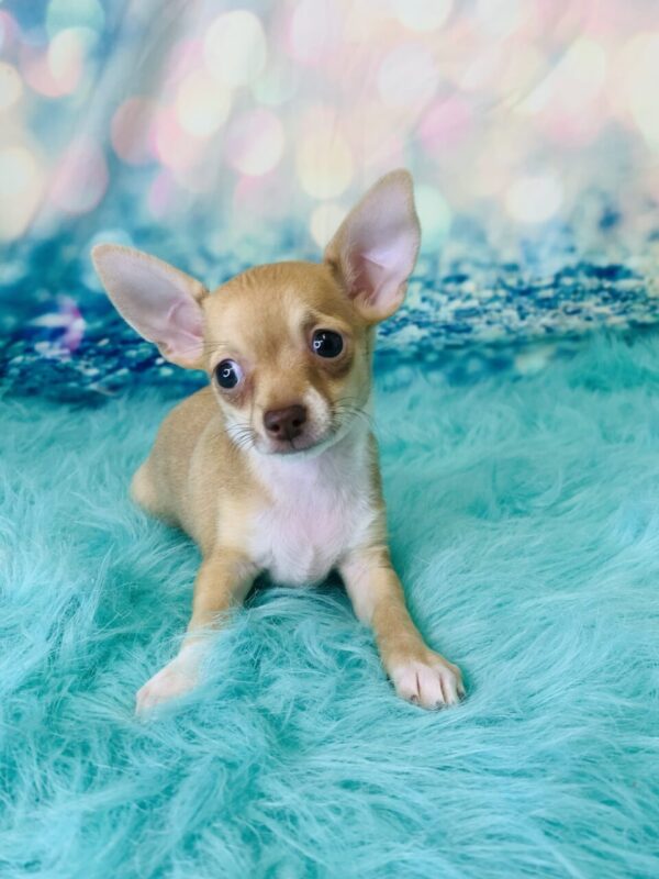 chuck1-600x800 Chuck (Male) Chihuahua $1799.99 (Found Loving Home)