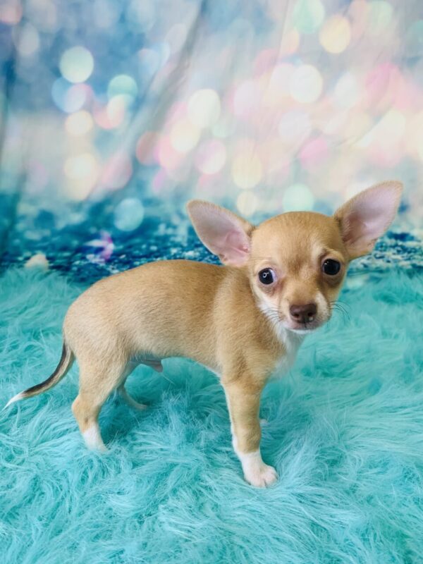 chuck2-600x800 Chuck (Male) Chihuahua $1799.99 (Found Loving Home)