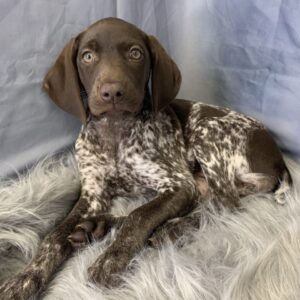 ginger-300x300 Ginger (Female) German Shorthaired Pointer $1899.99 (Found Loving Home)