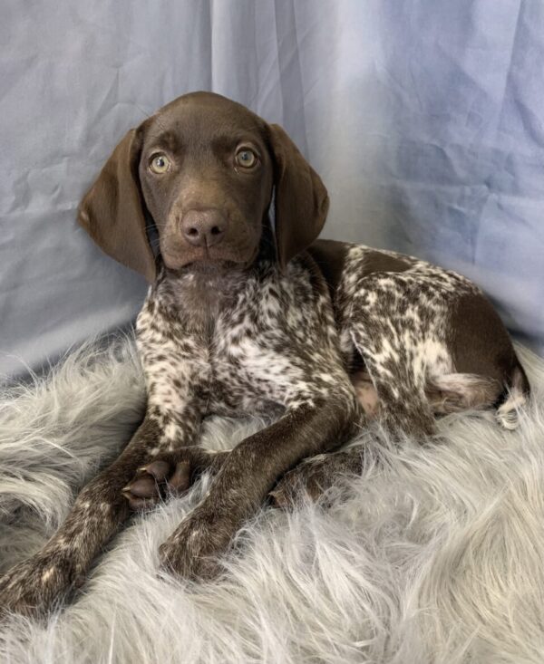 ginger-600x733 Ginger (Female) German Shorthaired Pointer $1899.99 (Found Loving Home)
