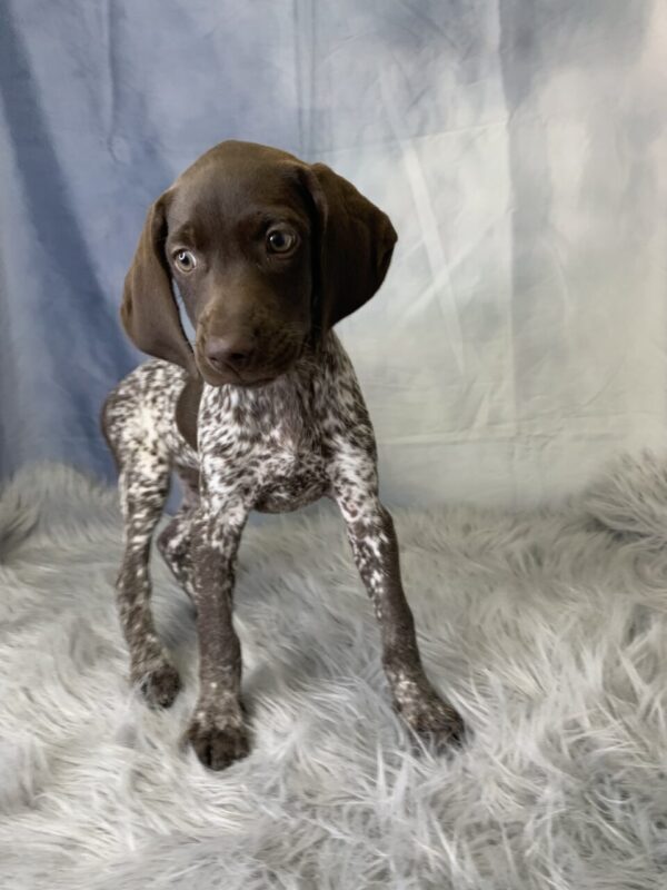 ginger1-600x800 Ginger (Female) German Shorthaired Pointer $1899.99 (Found Loving Home)