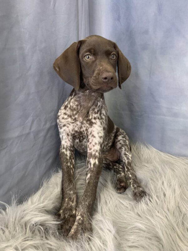 ginger2-600x800 Ginger (Female) German Shorthaired Pointer $1899.99 (Found Loving Home)