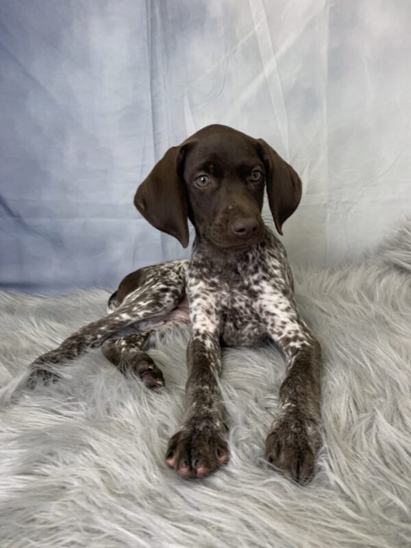 ginger3-600x800 Ginger (Female) German Shorthaired Pointer $1899.99 (Found Loving Home)
