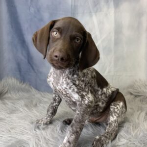 grady-300x300 Grady (Male) German Shorthaired Pointer $1599.99 (Found a Loving Home)