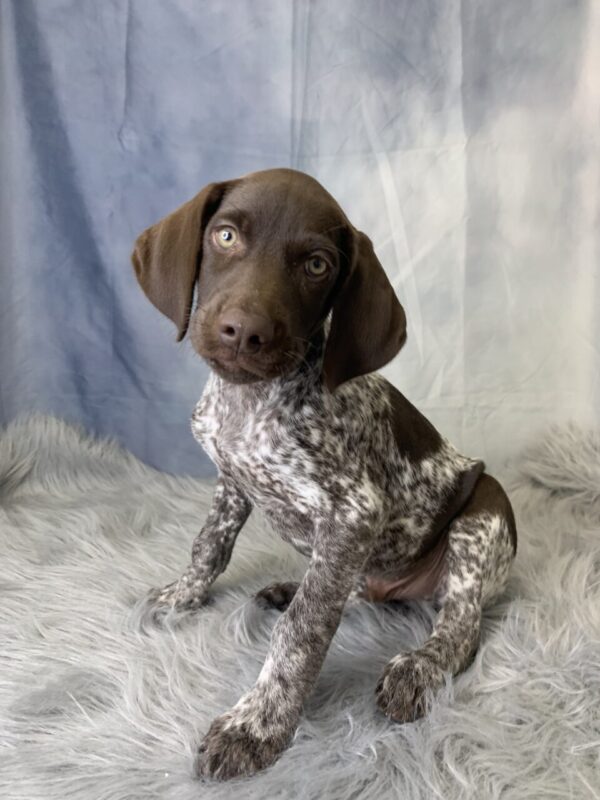 grady-600x800 Grady (Male) German Shorthaired Pointer $1599.99 (Found a Loving Home)