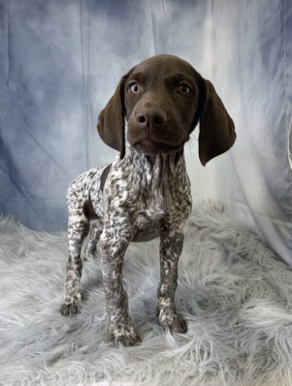 grady1-600x791 Grady (Male) German Shorthaired Pointer $1599.99 (Found a Loving Home)