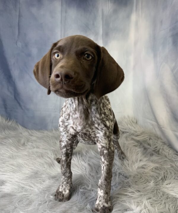 grady2-600x718 Grady (Male) German Shorthaired Pointer $1599.99 (Found a Loving Home)