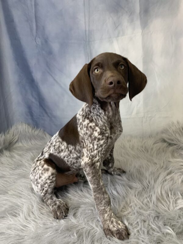grady3-600x800 Grady (Male) German Shorthaired Pointer $1599.99 (Found a Loving Home)