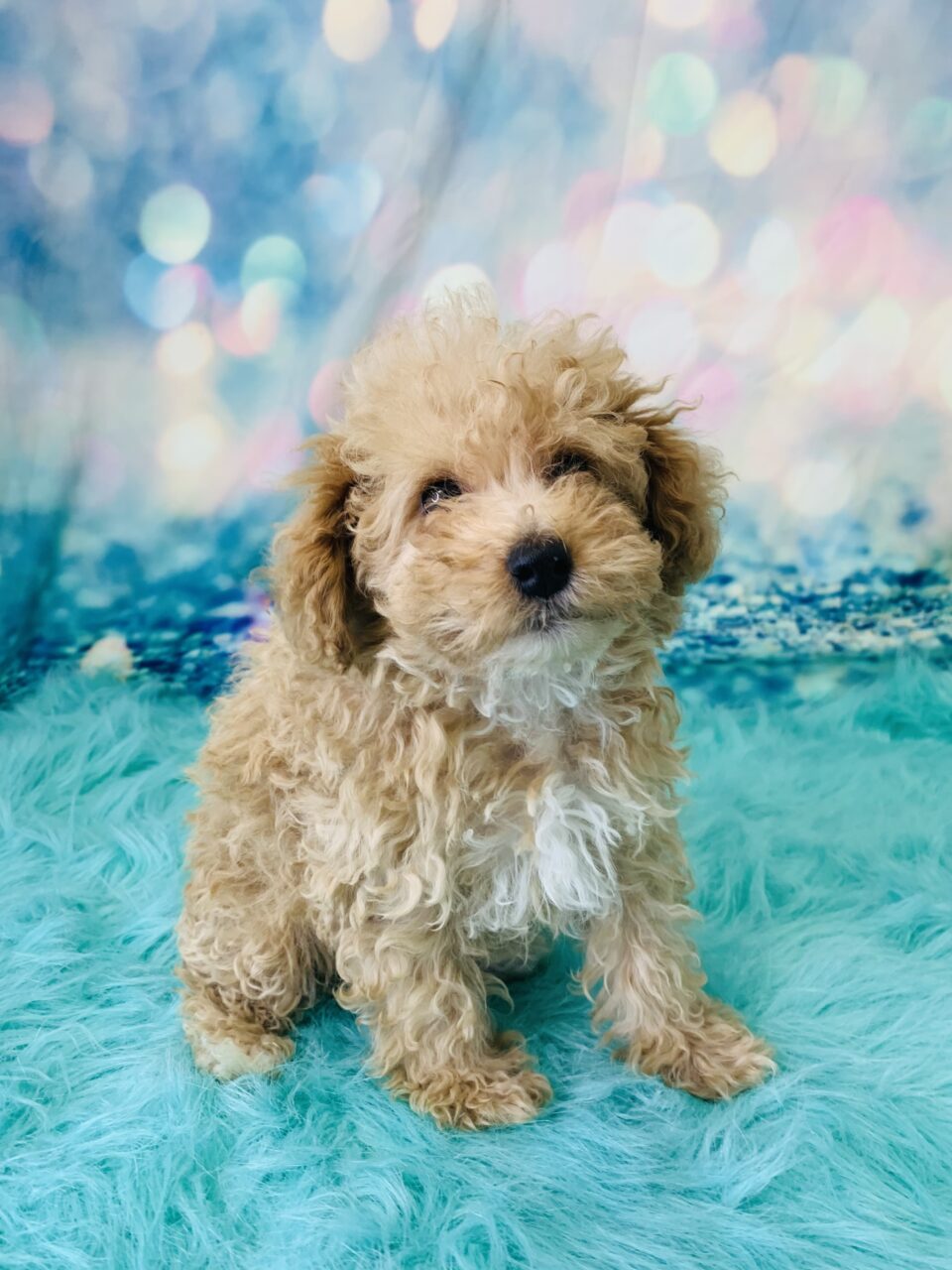 Pam (Female) Miniature Poodle $1799.99 (Found Loving Home) – Puppies ...