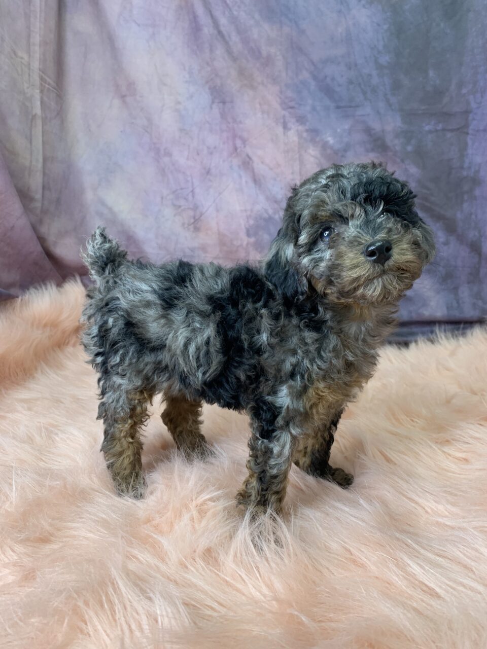 Pixie (female) Miniature Poodle $699.99 (found That Perfect Home 