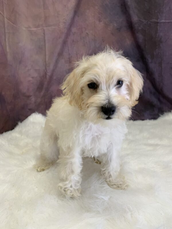 scooter-600x800 Scooter (Male) Schnoodle $899.99 (Found a Very Special Home)