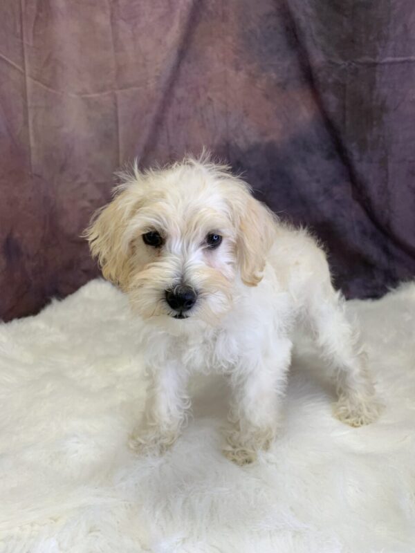 scooter1-600x800 Scooter (Male) Schnoodle $899.99 (Found a Very Special Home)