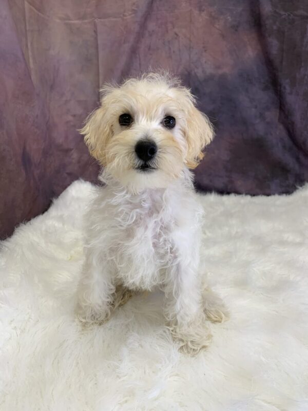scooter2-600x800 Scooter (Male) Schnoodle $899.99 (Found a Very Special Home)
