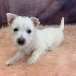 wilma-300x300 Wilma (Female) West Highland White Terrier $799.99 (Found that PERFECT Home)