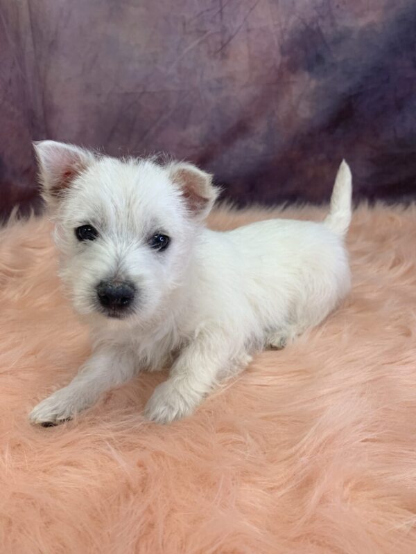 wilma-600x800 Wilma (Female) West Highland White Terrier $799.99 (Found that PERFECT Home)