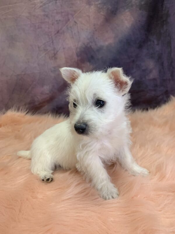 wilma1-600x800 Wilma (Female) West Highland White Terrier $799.99 (Found that PERFECT Home)