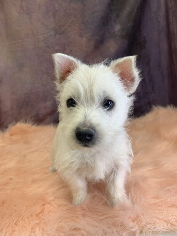 wilma2-600x800 Wilma (Female) West Highland White Terrier $799.99 (Found that PERFECT Home)