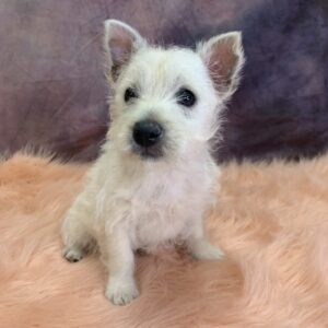 winie-300x300 Winnie (Female) West Highland White Terrier $799.99 (Found that PERFECT Home)