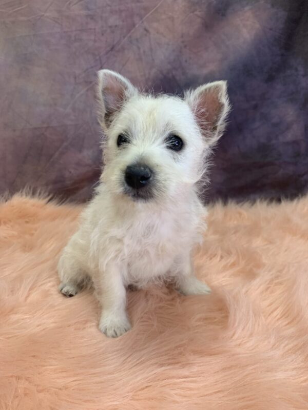 winie-600x800 Winnie (Female) West Highland White Terrier $799.99 (Found that PERFECT Home)