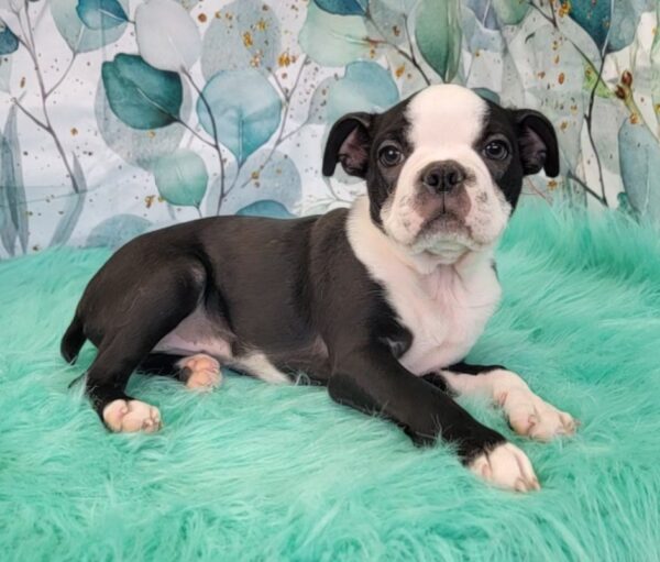 Beau-2-600x511 Beau (Male) Boston Terrier $1599.99 (Found Loving Home)