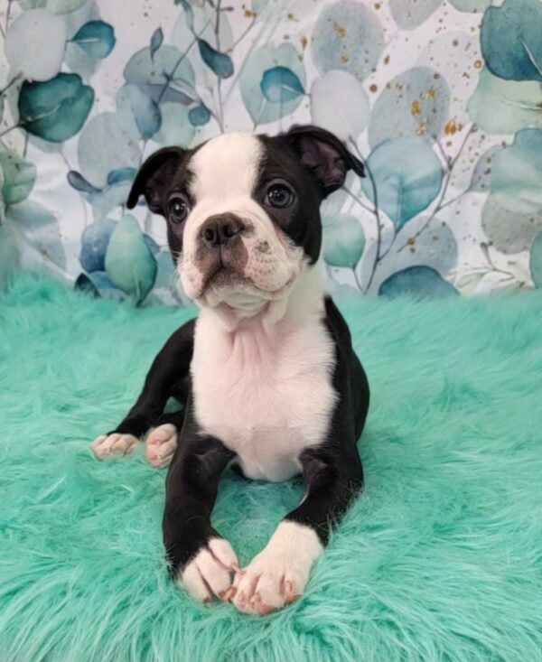 Beau-3-600x733 Beau (Male) Boston Terrier $1599.99 (Found Loving Home)