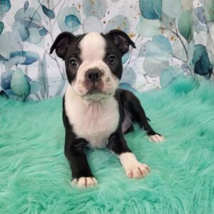 Beau-4-300x300 Beau (Male) Boston Terrier $1599.99 (Found Loving Home)
