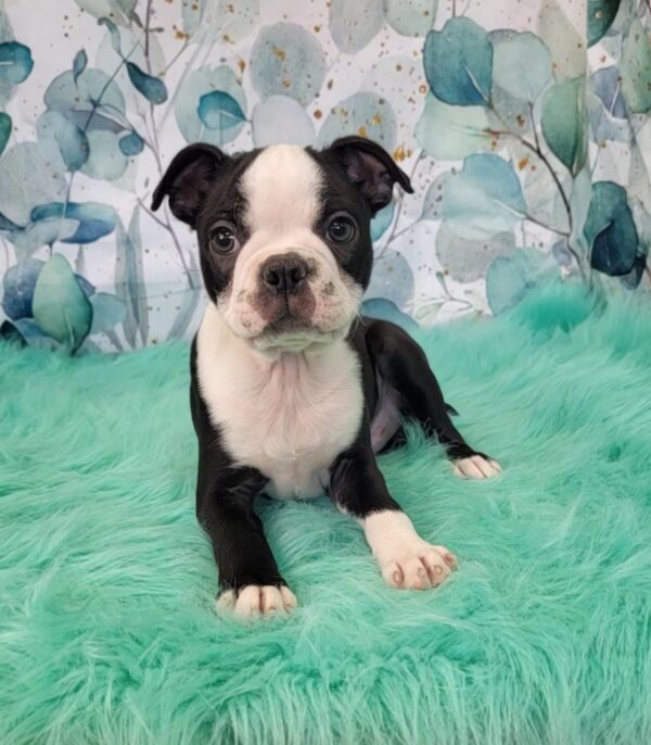 Beau-4-600x686 Beau (Male) Boston Terrier $1599.99 (Found Loving Home)
