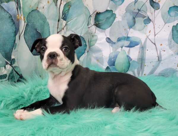 Beau-600x460 Beau (Male) Boston Terrier $1599.99 (Found Loving Home)
