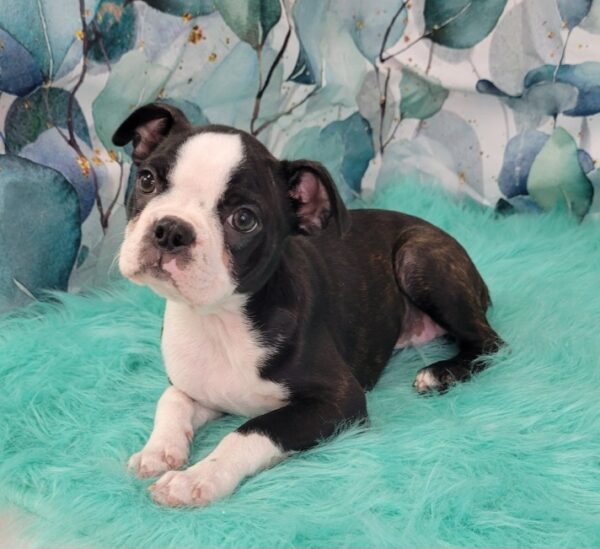 Brittney-2-600x549 Brittney (Female) Boston Terrier $1899.99 (Found a Loving Home)