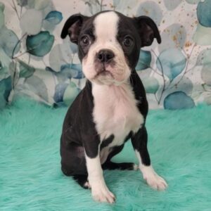 Brittney-3-300x300 Brittney (Female) Boston Terrier $1899.99 (Found a Loving Home)