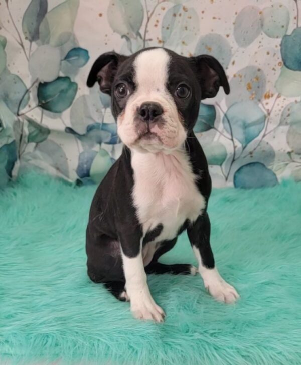 Brittney-3-600x728 Brittney (Female) Boston Terrier $1899.99 (Found a Loving Home)