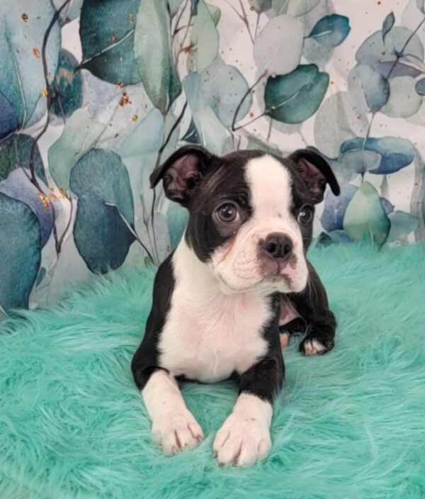 Brittney-4-600x704 Brittney (Female) Boston Terrier $1899.99 (Found a Loving Home)