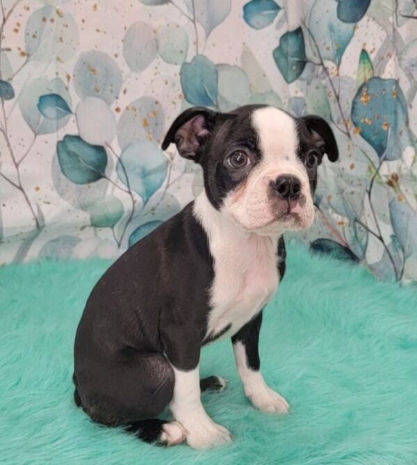 Brittney-600x669 Brittney (Female) Boston Terrier $1899.99 (Found a Loving Home)
