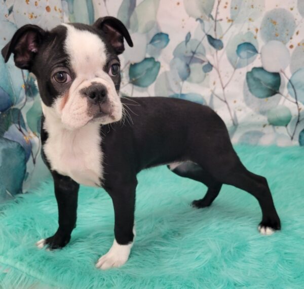 Bryce--600x570 Bryce (Male) Boston Terrier $1599.99 (Found Loving Home)