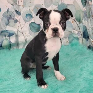 Bryce-2-300x300 Bryce (Male) Boston Terrier $1599.99 (Found Loving Home)