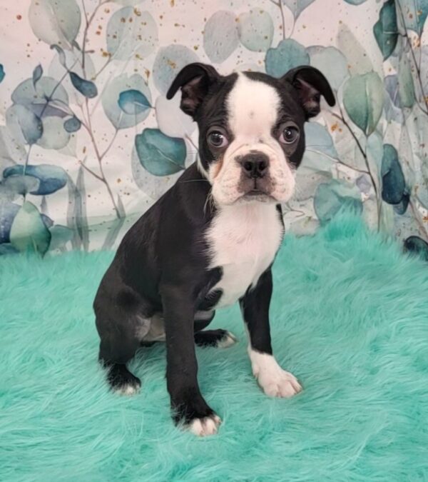 Bryce-2-600x675 Bryce (Male) Boston Terrier $1599.99 (Found Loving Home)