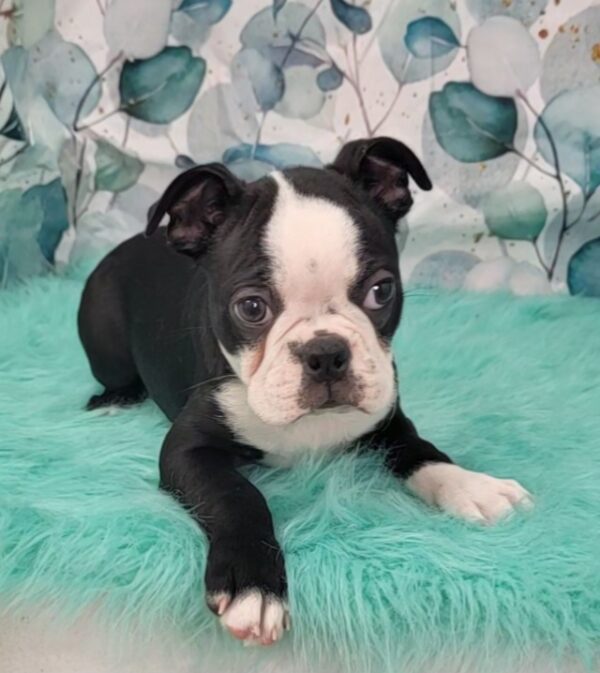 Bryce-4-600x673 Bryce (Male) Boston Terrier $1599.99 (Found Loving Home)