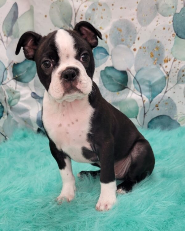 Buster-2-600x748 Buster (Male) Boston Terrier $1899.99 (Went to a Wonderful Home)